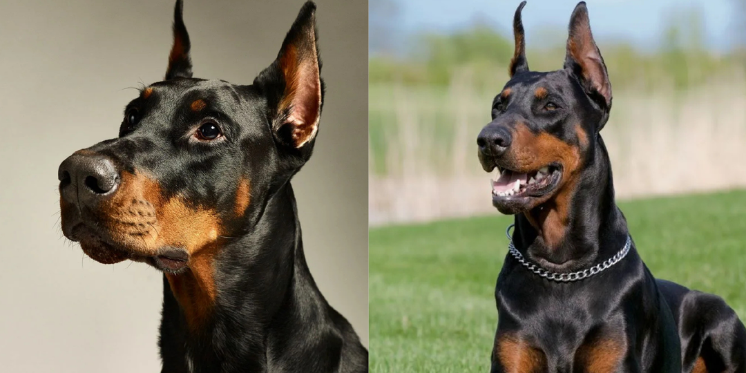 Почему доберманы перестали работать в полиции: что не так с породой