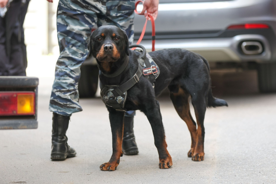    Алексей Белкин/NEWS.ru