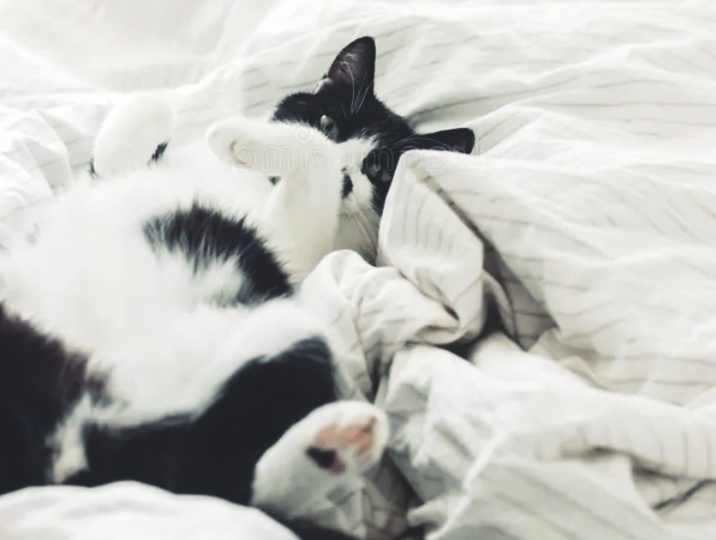 Кошачьи секреты: почему кошка ложится спать между хозяевами. Правда ли, что это плохо