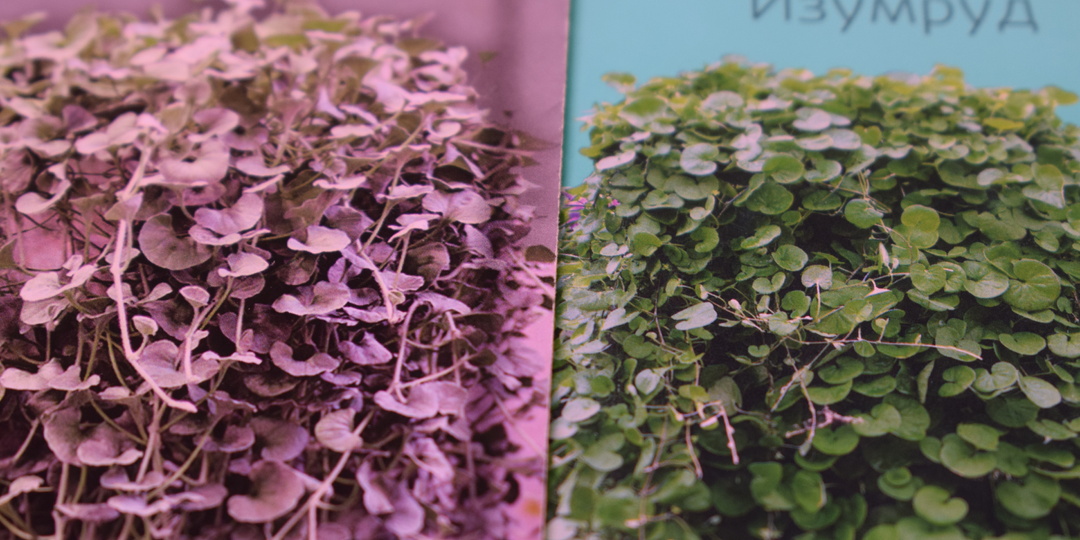 Диходра. Пошаговый план посева дихондры в грунт.