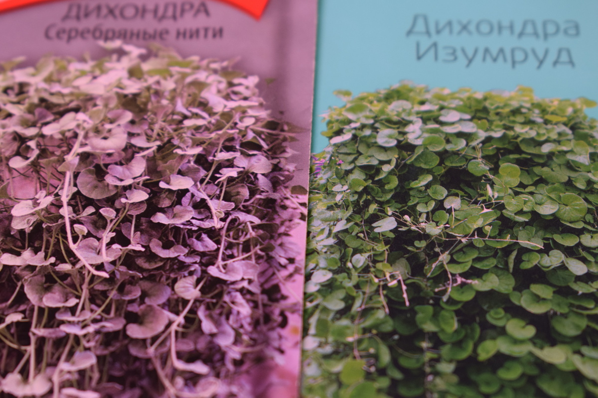 вот такие пакетики с семенами продаются в садовых магазинах(фото автора)