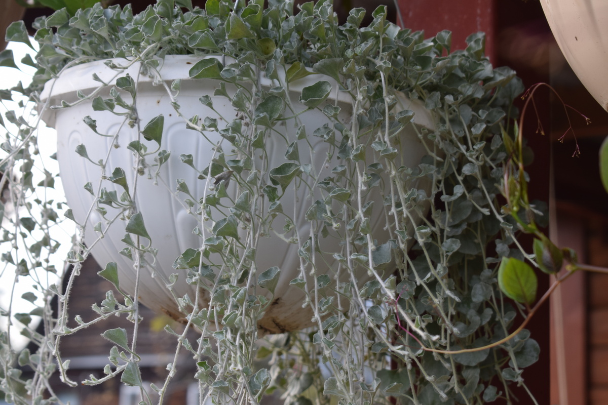 моя дихондра летом(фото автора)