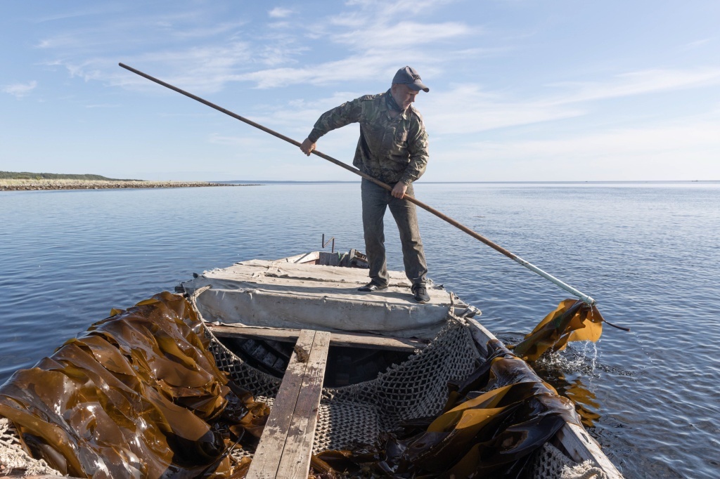 Добыча ламинарии в Архангельске: драгировщики выходят на заготовки один или два раза в сутки на отливе и косят ламинарию во время начала прилива. В этот момент водоросли приподнимаются и их проще подцепить, чтобы не нарушить корень. Фото: Юлия Невская