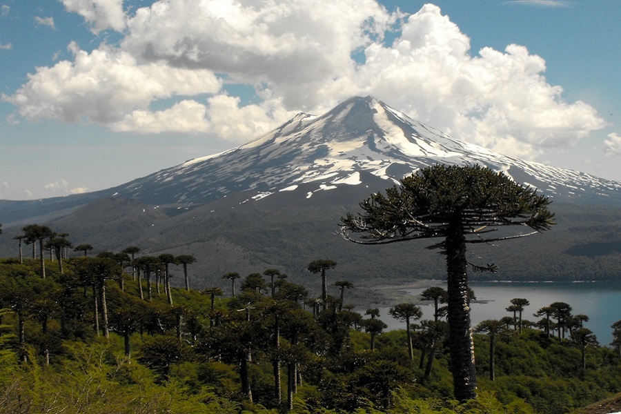 Лес араукарии чилийской. Фотография из интернета
