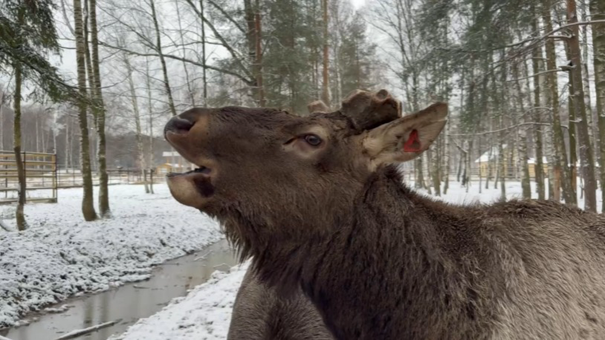    Фото: Скриншот видео / Нацпарк «Лосиный остров» / Telegram