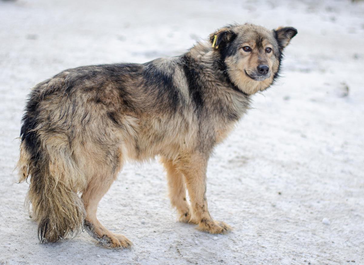 Это Шони примерно ему 4 года и он тоже готовится к отъезду в новый дом