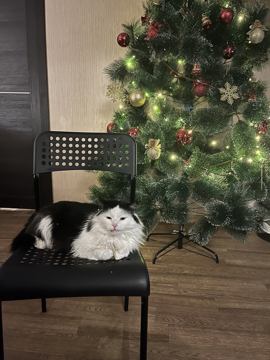 А вот вам фото Лизы с прошлого нового года. Красавица же? 