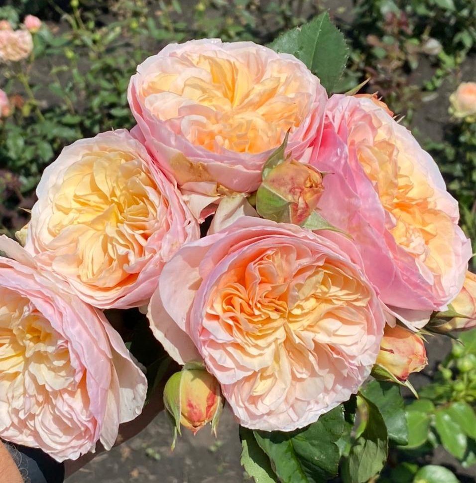 Первая срезочная роза Остина "Джульетт" 😍