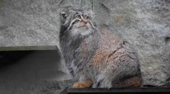    Фото: Московский зоопарк/VK Ульяна Бажанова