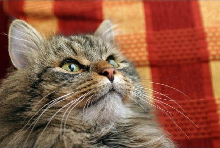 Просто вам в ленту 16 классных котов, чтобы поднять настроения