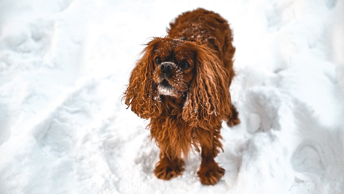   Если вы гуляете в городе, где много реагентов, стоит приобрести для собаки защитный комбинезон