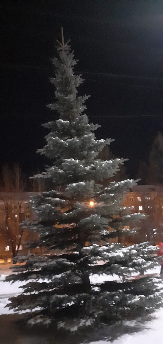 И ЕЩЕ ПОДРОСЛА ГОЛУБАЯ ЕЛЬ.