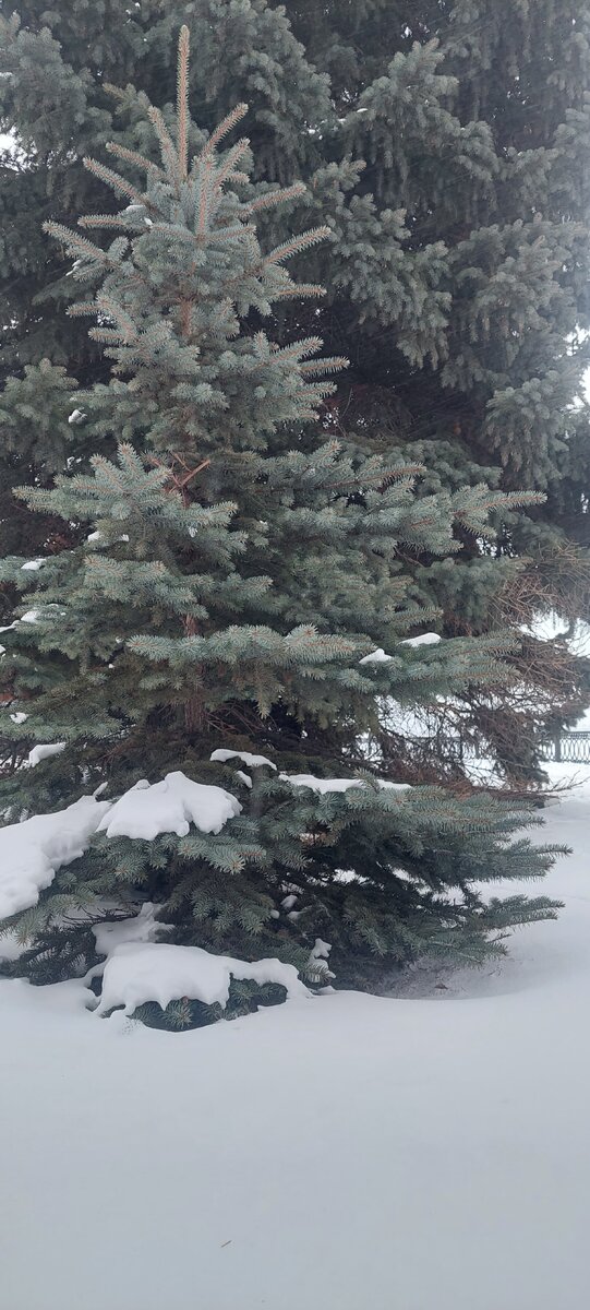 Голубая ель-малышка.