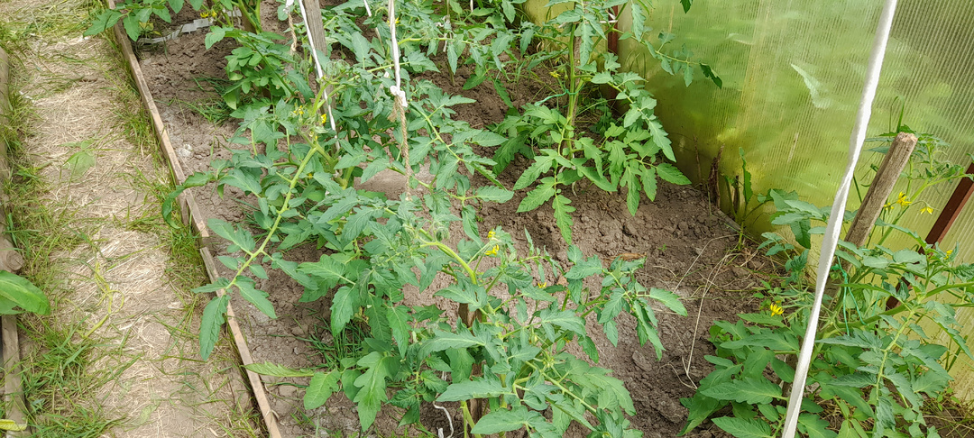 Мой способ выращивания помидор для теплицы