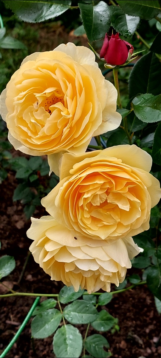 Грэм Томас. "Остинка"