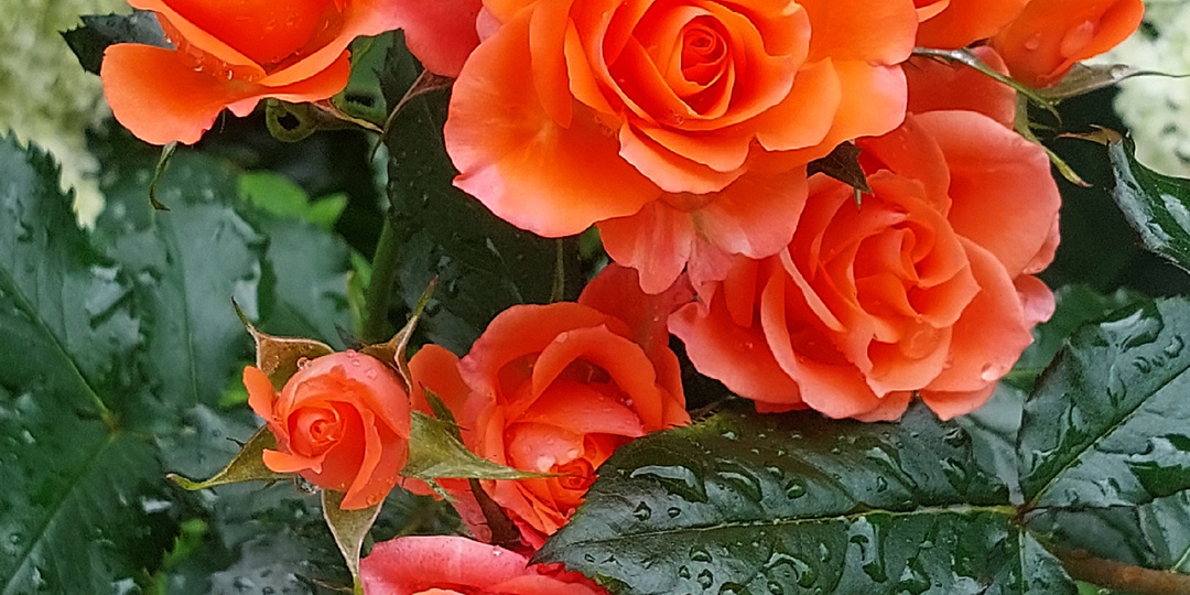 "Дополнительный скорый". Вопросы - ответы про розы. 11 декабря 2025 года