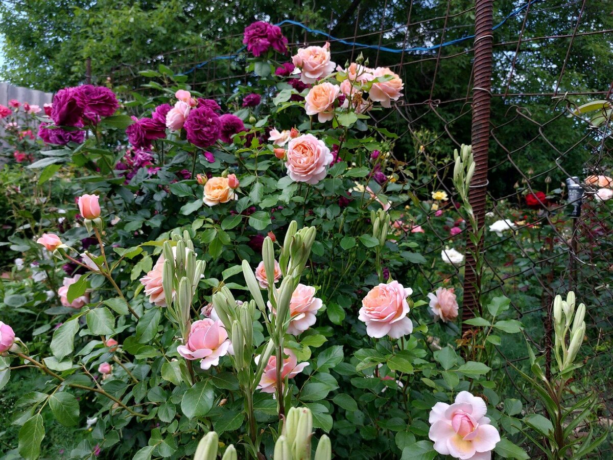 Элизабет Стюарт