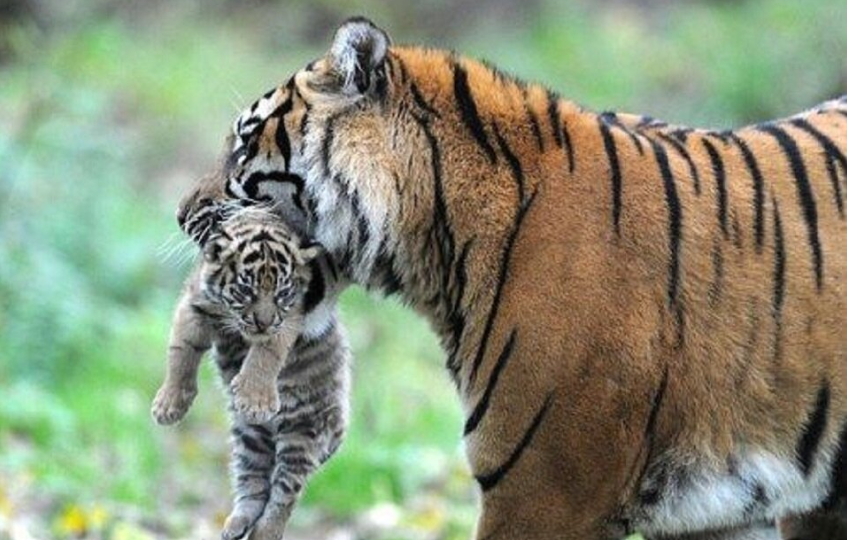 Раненая тигрица принесла человеку своего детеныша и исчезла