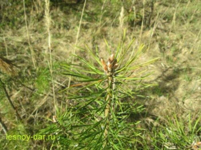 Почки на верхушке молоденькой сосны ранней весной (фото с блога "Лесная кладовая")