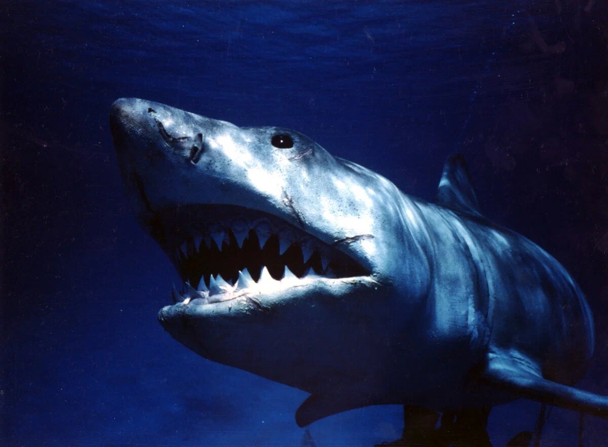 Кадр из фильма. Источник: kinopoisk.ru