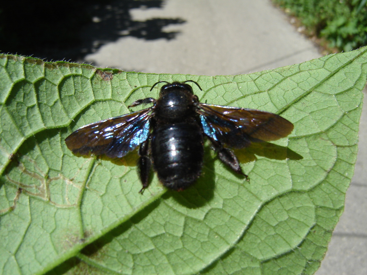 Пчела плотник. Старая Гагра. Абхазия. 