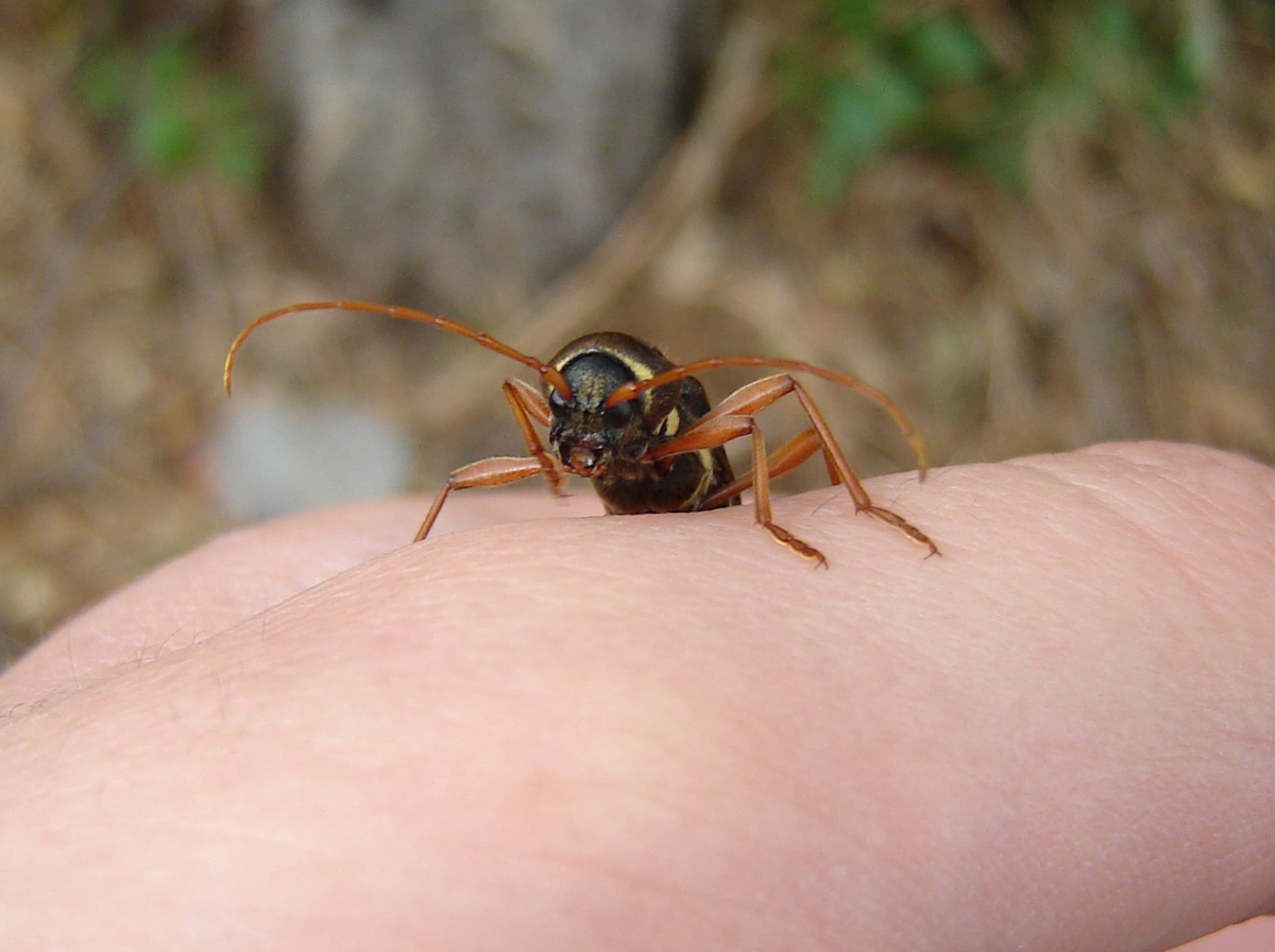 Какой-то усач. Где-то на Юге (Кавказ или Крым)