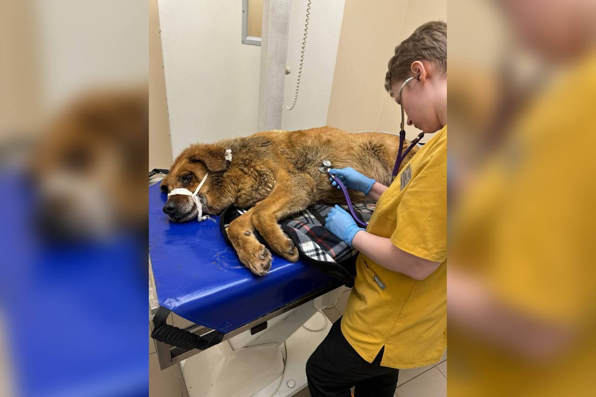 Фото: https://vk.com/fondseverniymedved