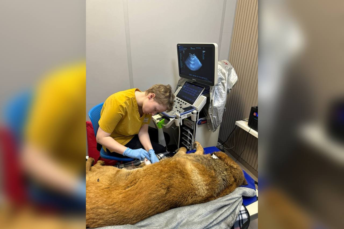 Фото: https://vk.com/fondseverniymedved
