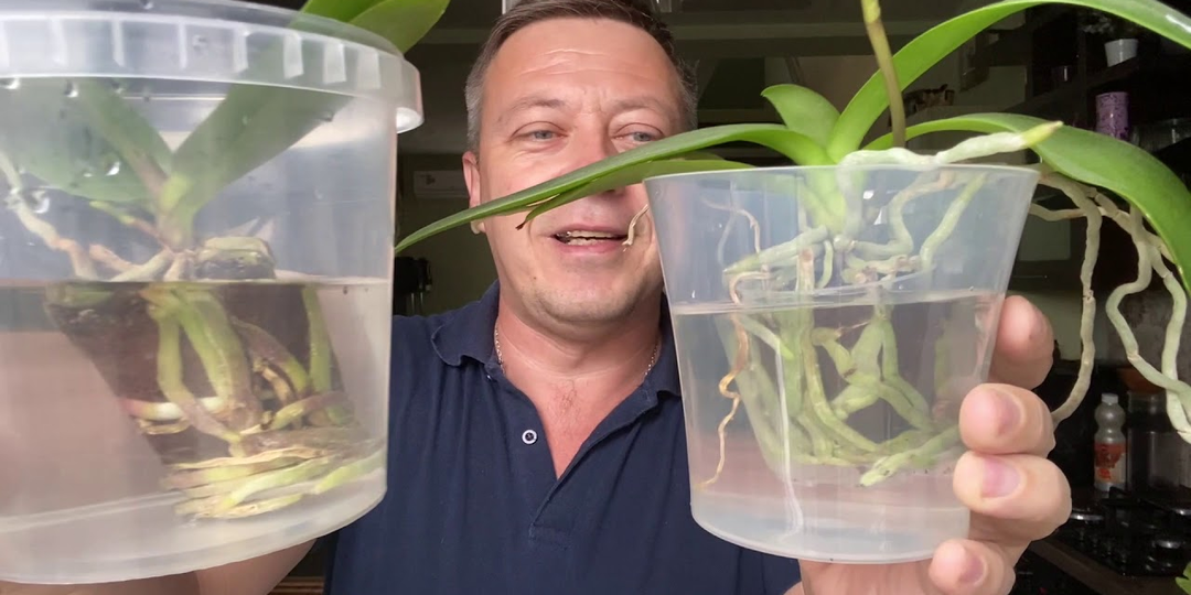 Стимуляция янтарной кислотой и секреты успешной пересадки