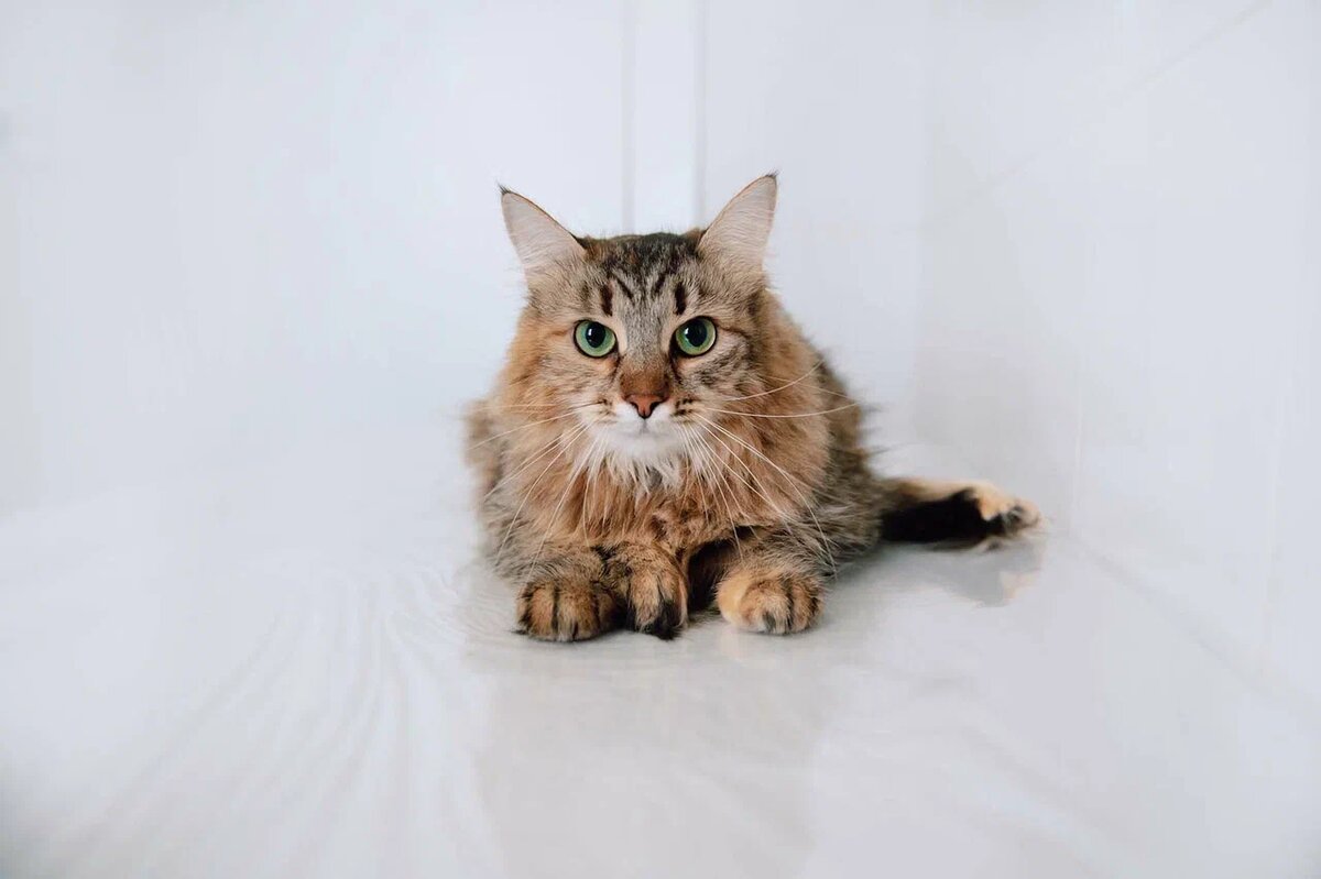 Шелест — кошка с невероятными глазами и мягкой шерстью 
