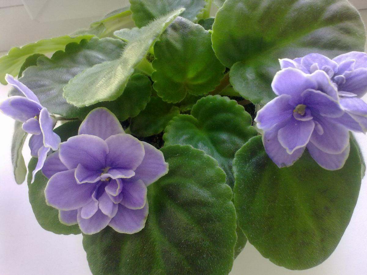 Почему фиалки не цветут, в домашних условиях: главные причины