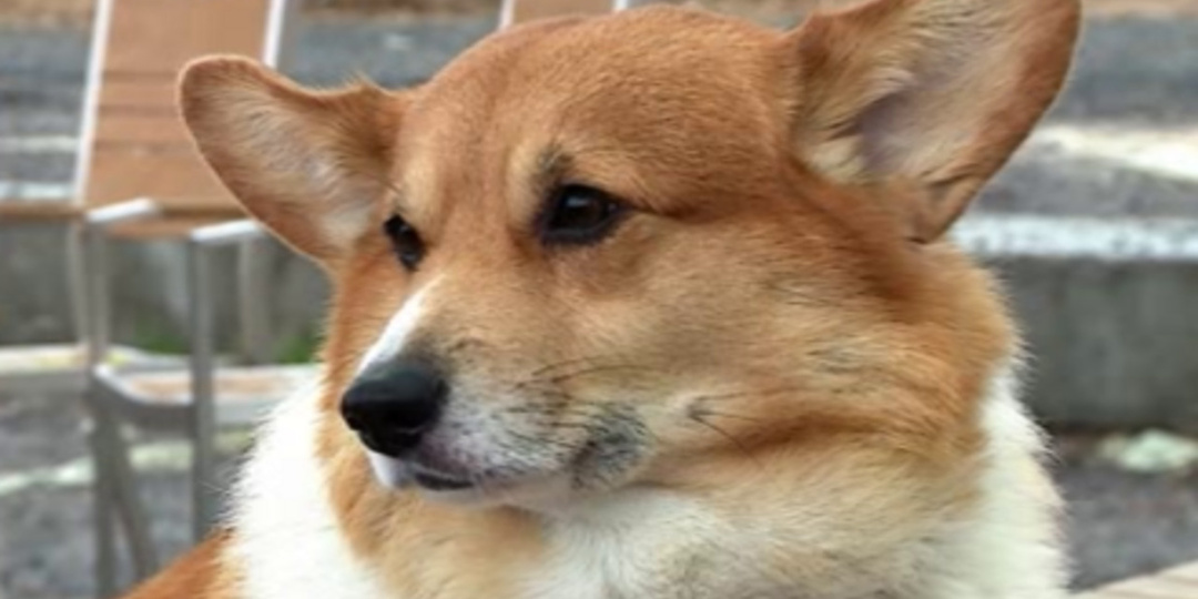 Куряне отмечают Международный день прав животных