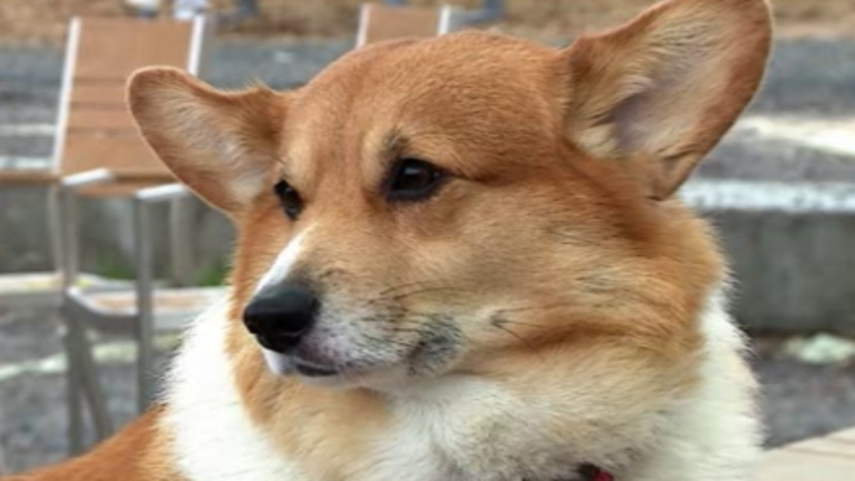    Куряне отмечают Международный день прав животных