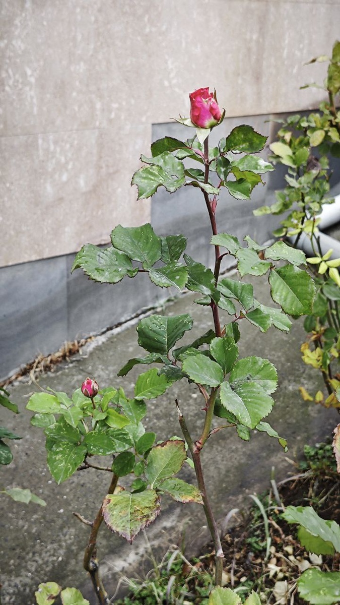 Такие розы в декабре в Ереване это обычно