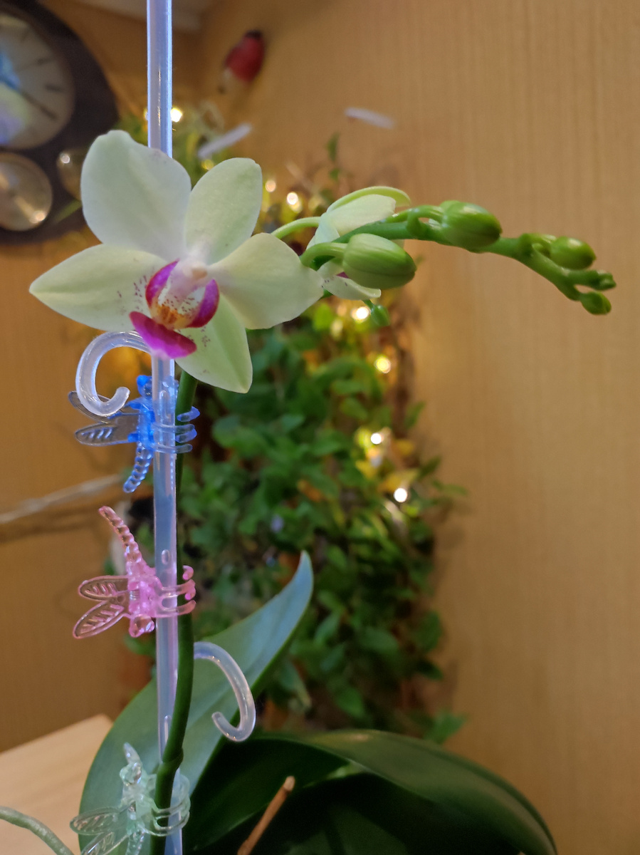 Цветочек радует меня.