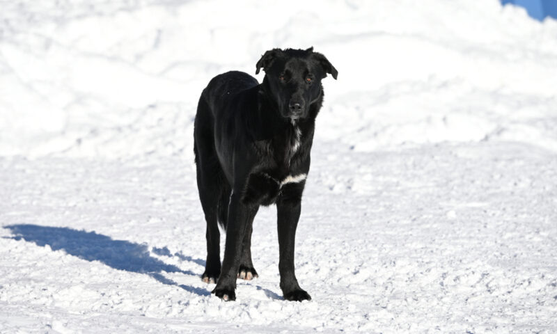    Фото Екатерины Лызловой, «Кубань 24»