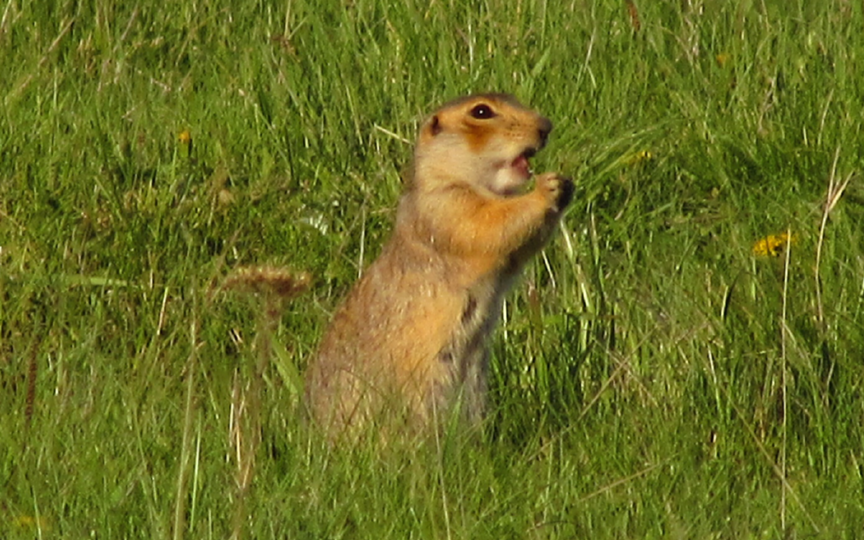 И другие животные ... Есть у меня маленькое хобби
