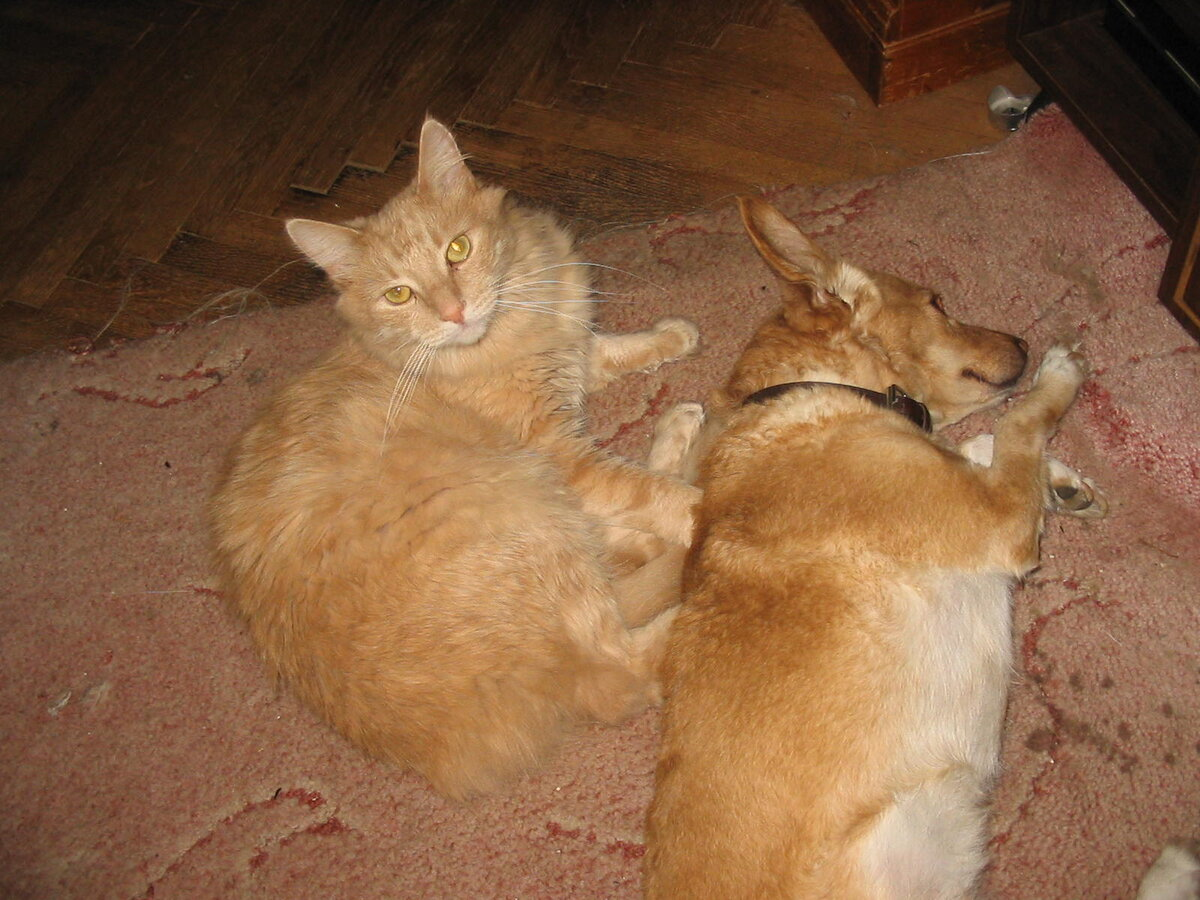 Марсель и Белка. Фото автора рассказа Галины Бородиной