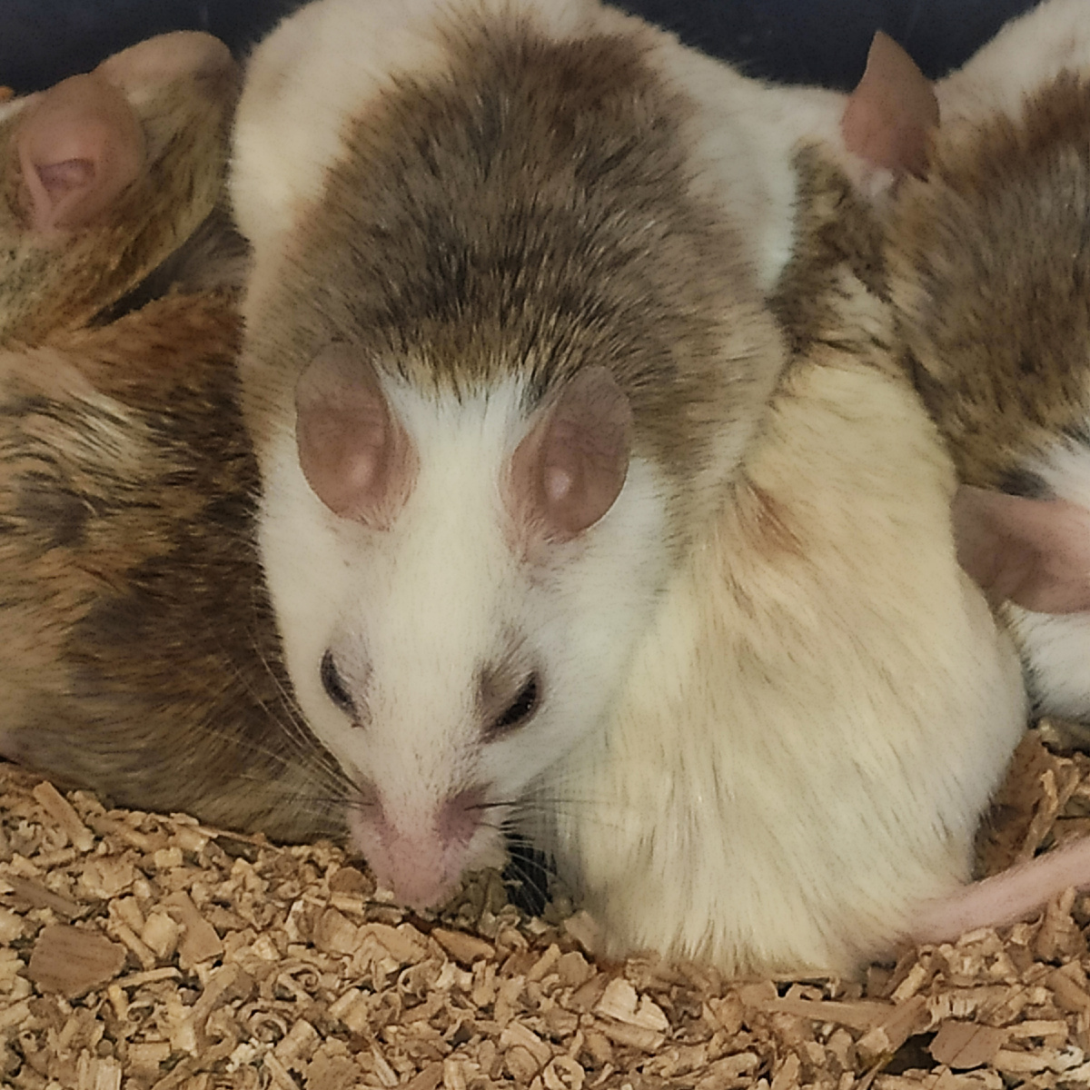 Мастомисы это