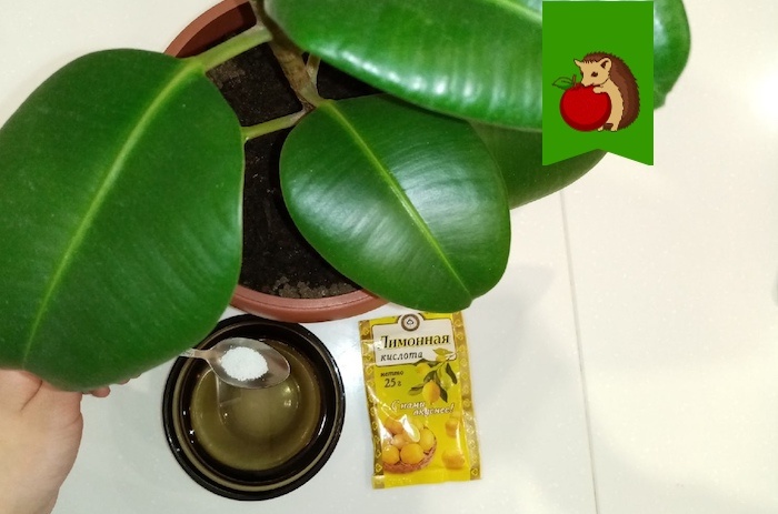 Фикус эластика обожает: 5 аспектов ухода, благодаря которым фикус будет активно расти и выпускать новые листочки