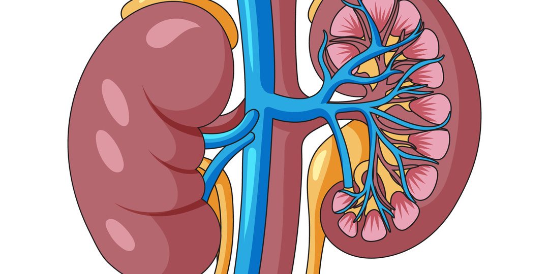 Синдром «уставших надпочечников»: Ловушка для перфекционистов или медицинский факт?