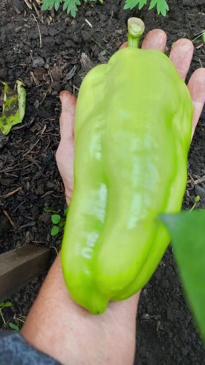 Гладиатор Агро. Фото автора 