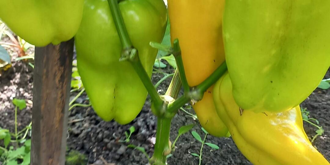 самый крутой сладкий перец