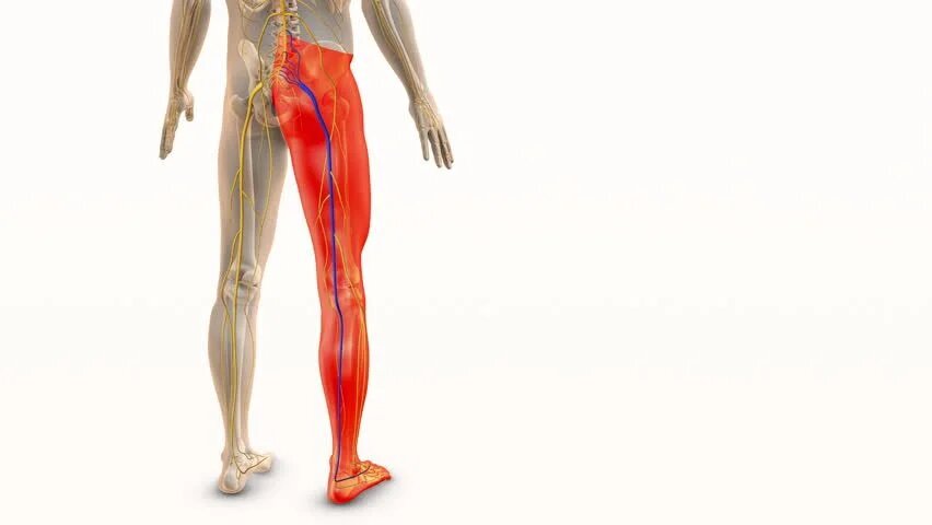 «Стреляет в ногу, не даёт встать…»: Что происходит, когда «садится» седалищный нерв — и как с этим жить