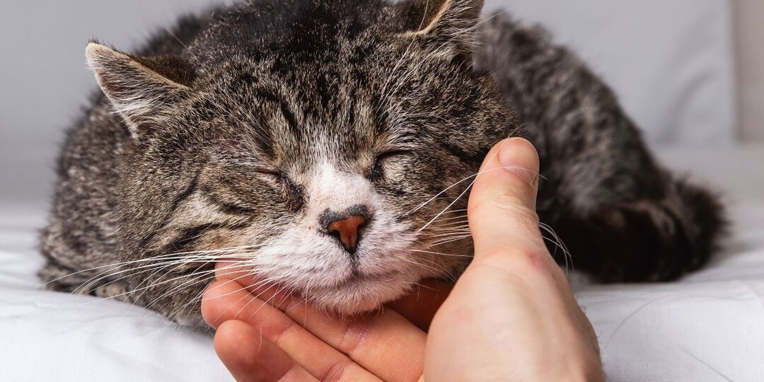 Пиометра у старых кошек: почему нестерилизованная кошка в 10 лет — это «бомба замедленного действия»