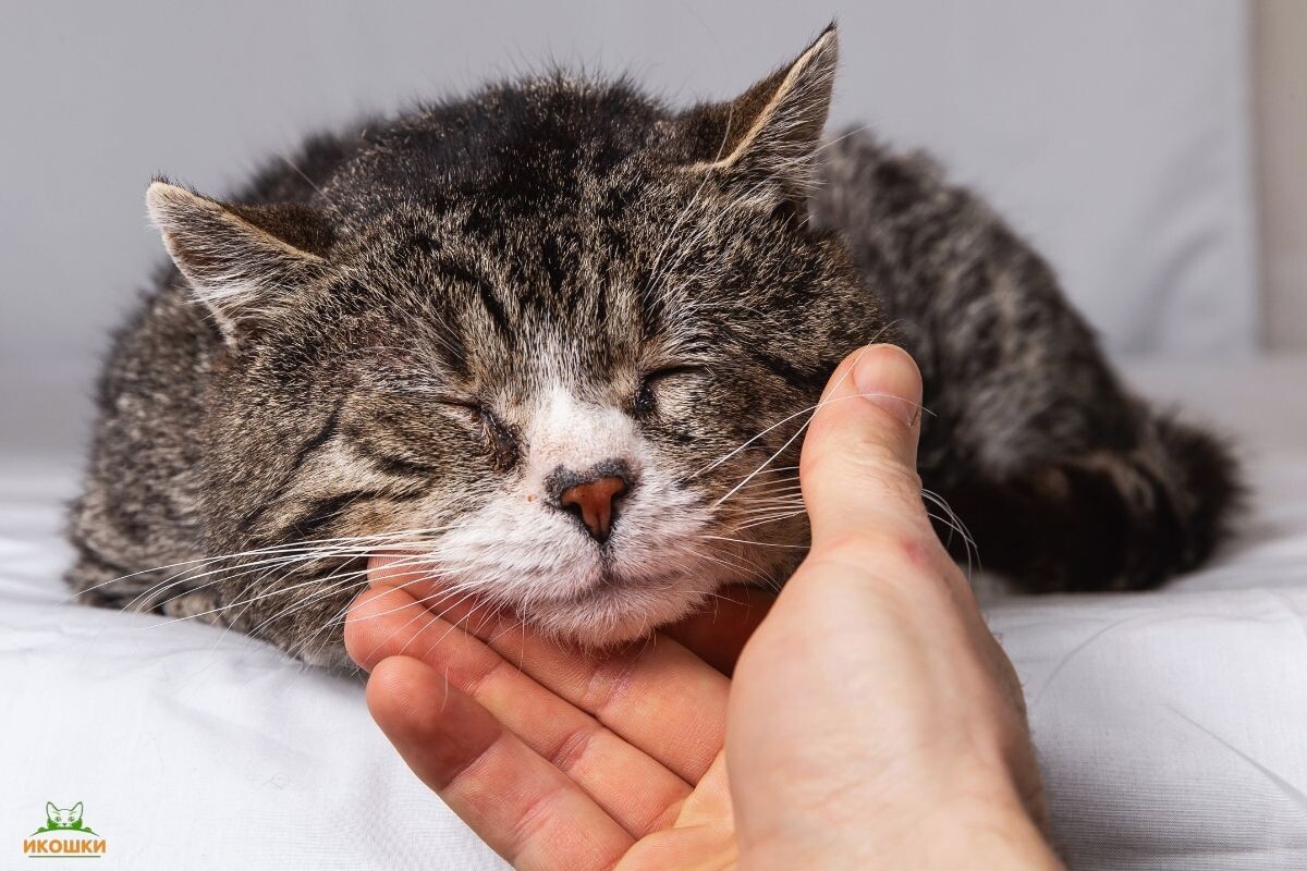 Старая кошка 