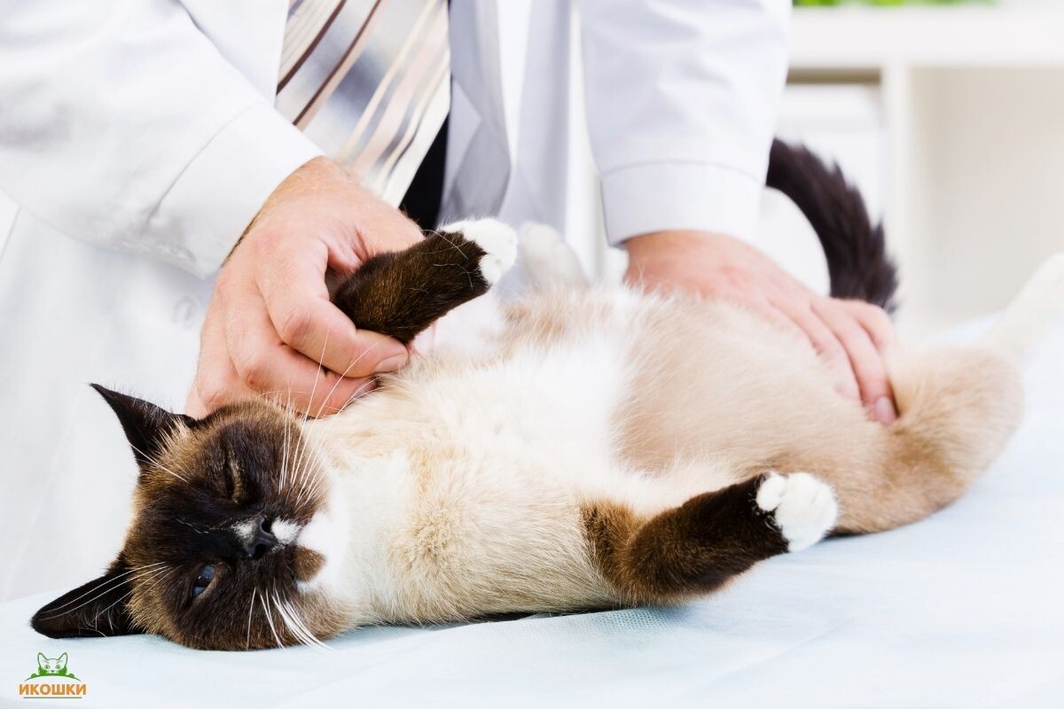 Кошка на приёме у врача 