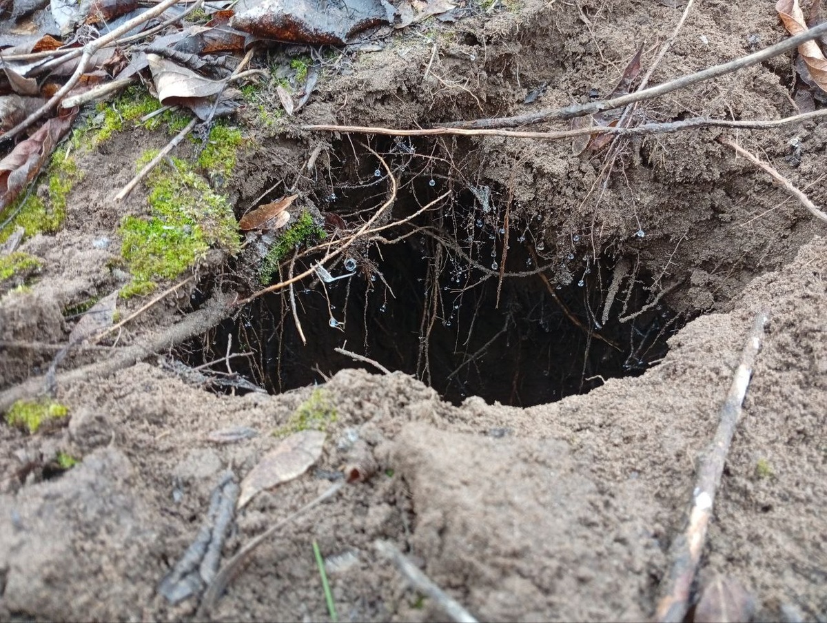    В Бузулукском бору нашли «многоэтажку» бобров с вентиляцией и природным холодильником