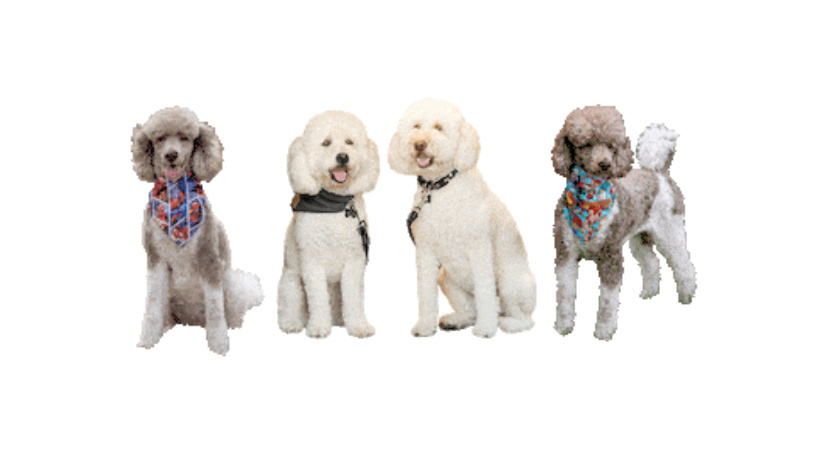 Пудели, которых нужно найти в тесте