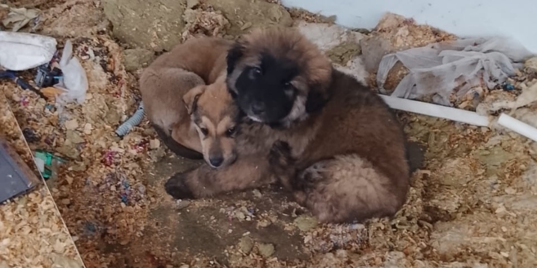 Нежданчик. Какова судьба щенят, брошенных в стекловате на пустыре?